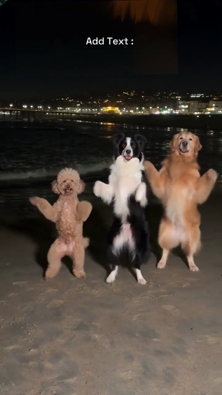 Anjing Lucu