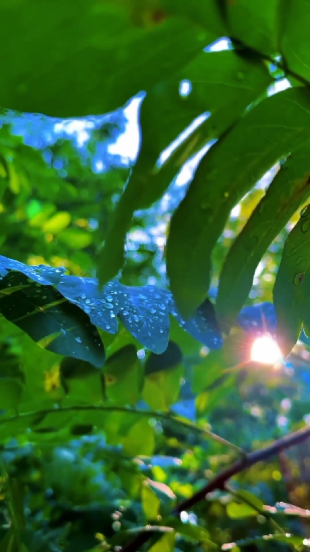 Natural scenery 