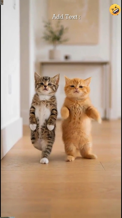 Lindo gato: