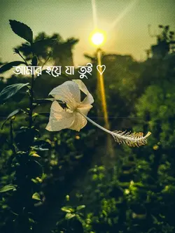 আমার হয়েযা তুই 