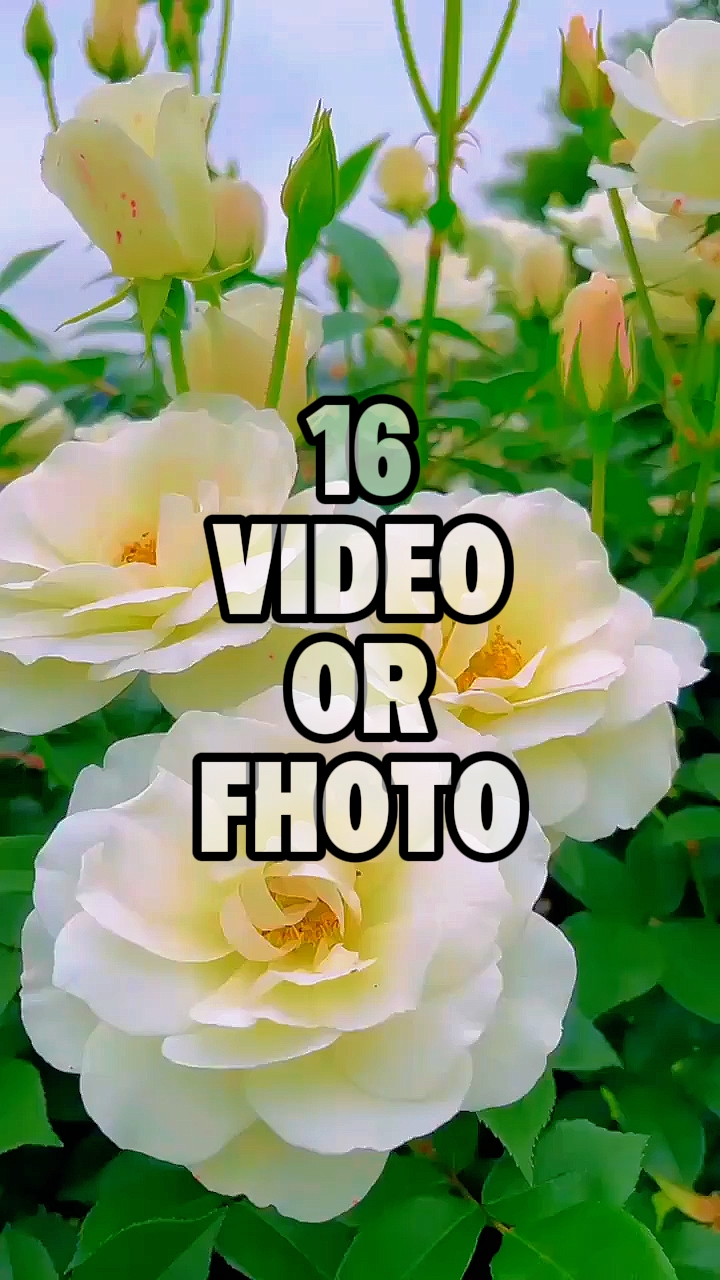 Nature Flower