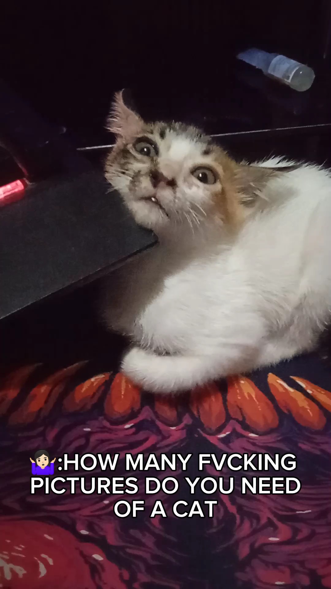 ¡Flexiona a tu gato!
