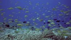 snorkling