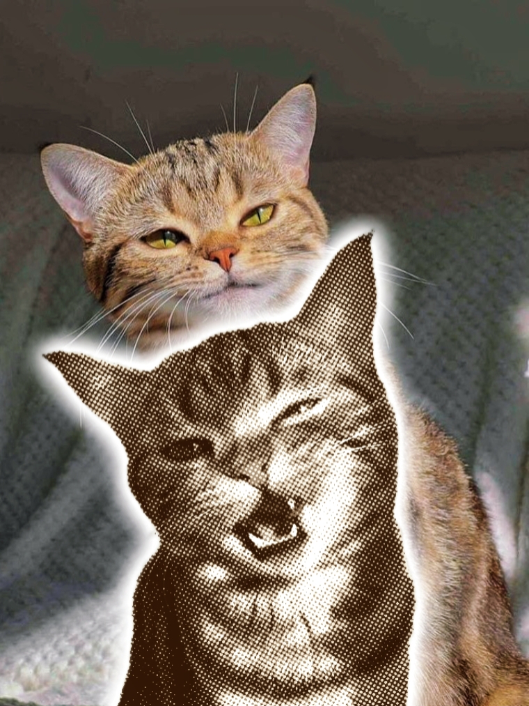 Gatos Da Nova Tendência