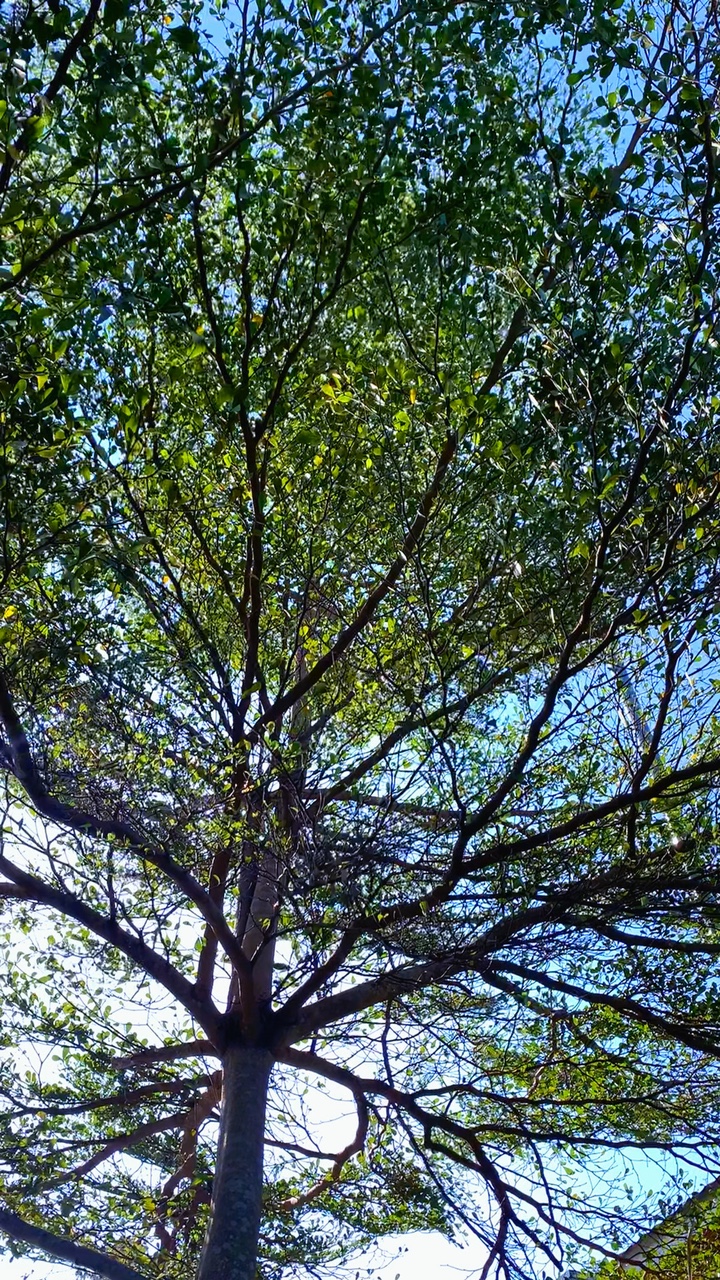 Tamplet simpel