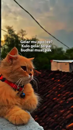 gelar terpall