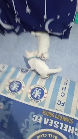 kucing berantem