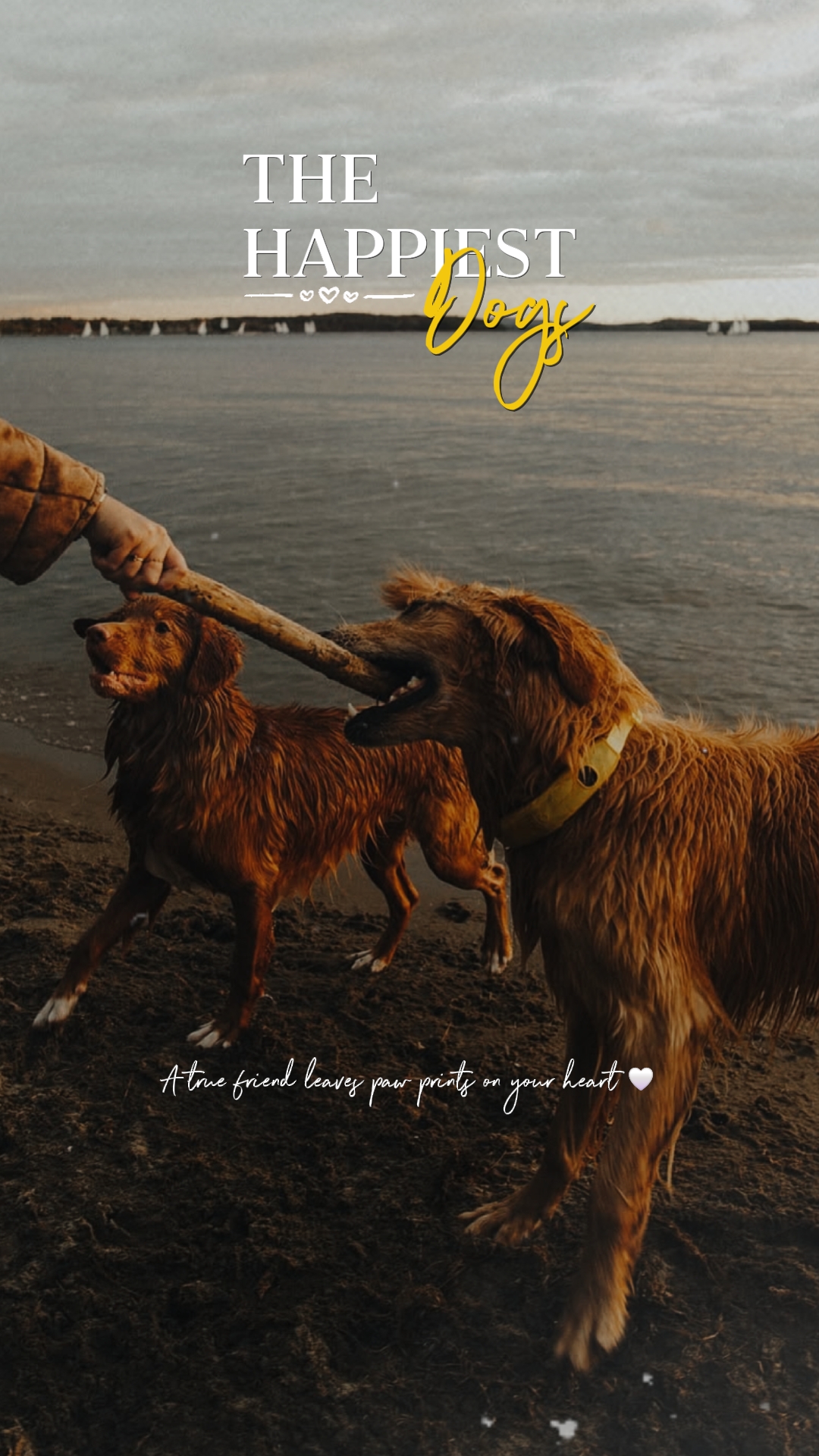 OS CACHORROS MAIS FELIZES