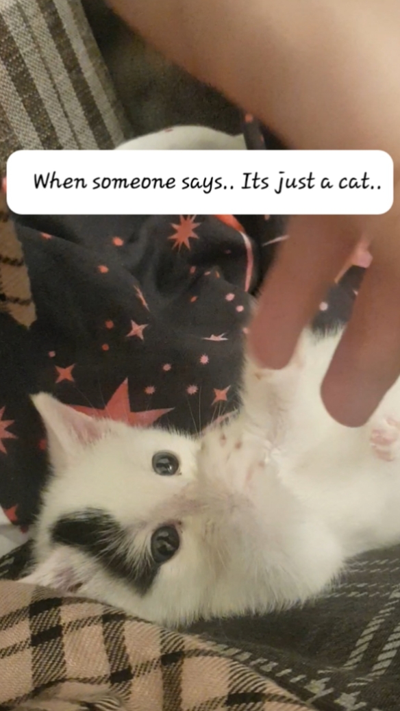 Katze Vorlage