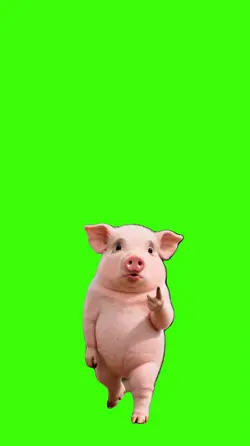Porco/Pig.
