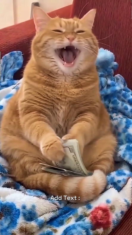 Kucing Lucu