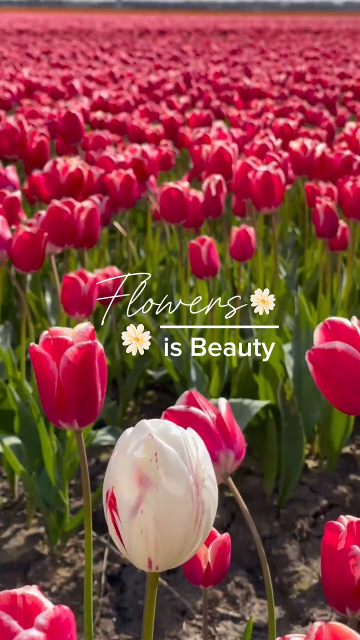 Flowers | 7 video