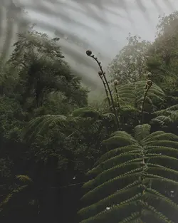 Echo