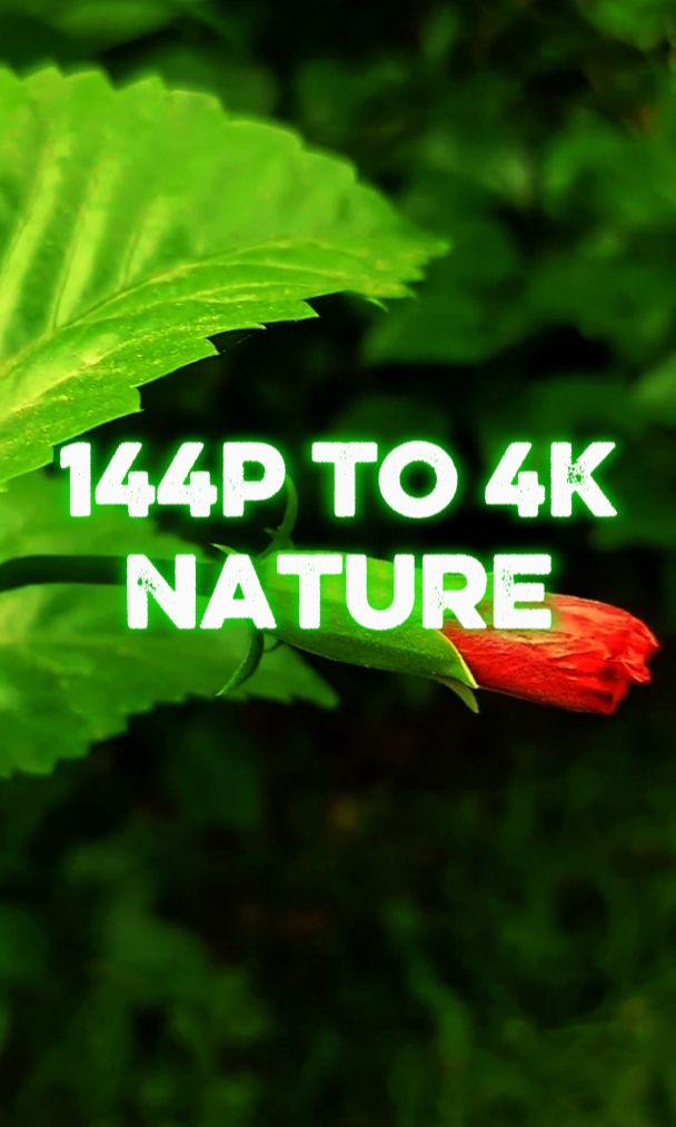 144P vs 4k Naturaleza