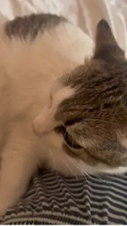Cat love