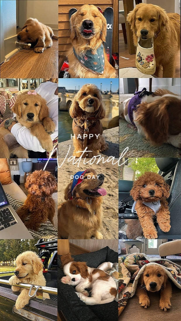 Feliz Perro Nacional