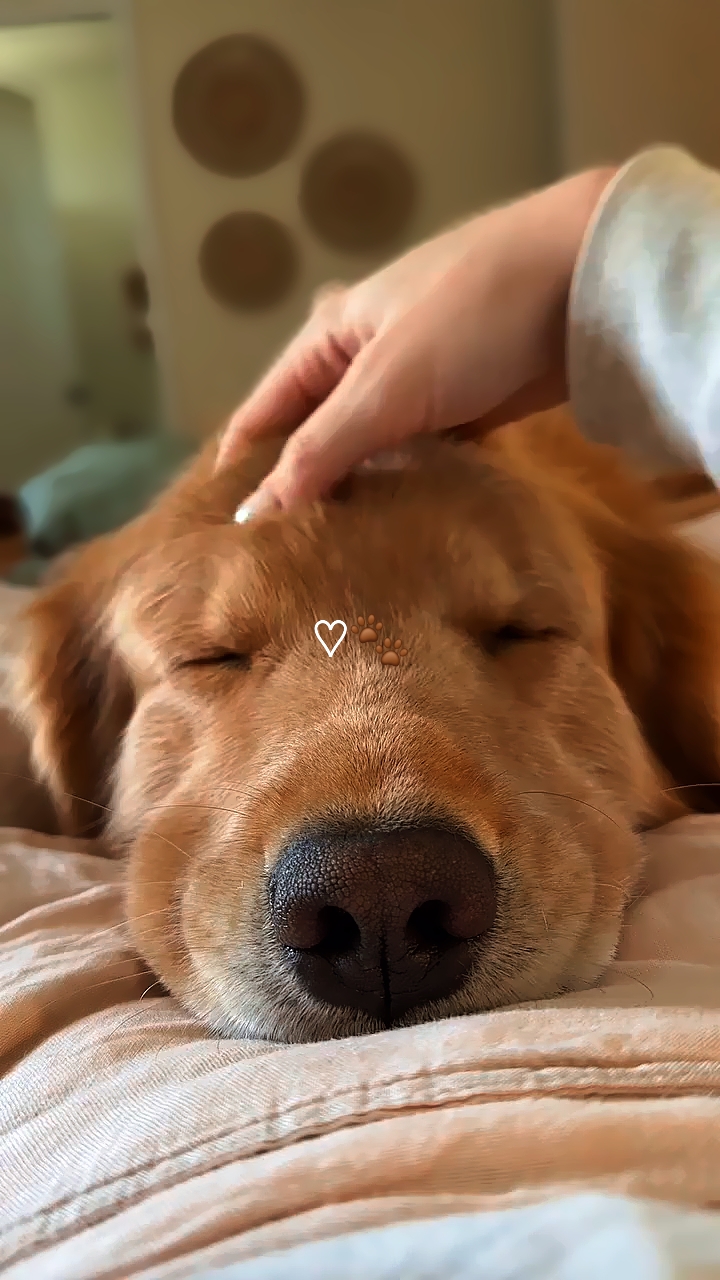 Mi perro 