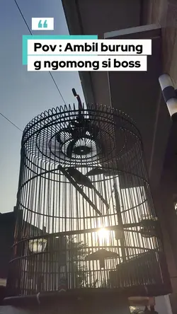 Manuk67-Omkumiskicau