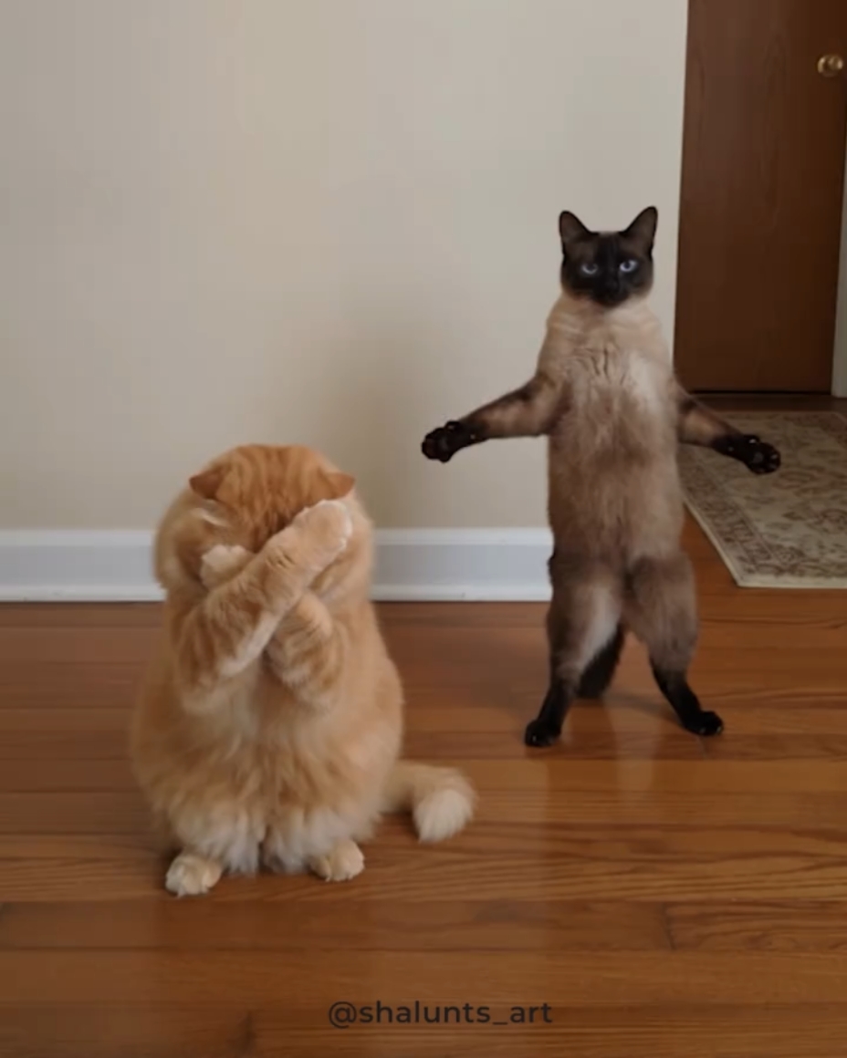 Tendencia del gato de baile 