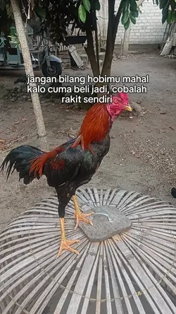 story ayam