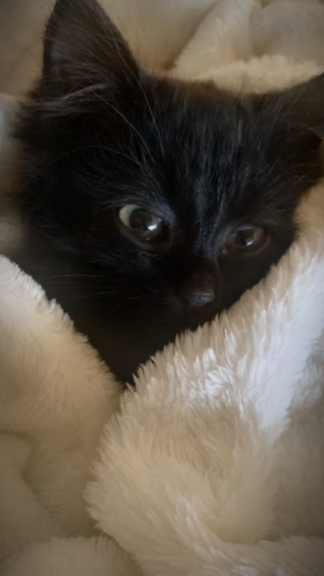 Apresentando meu animal de estimação❤️