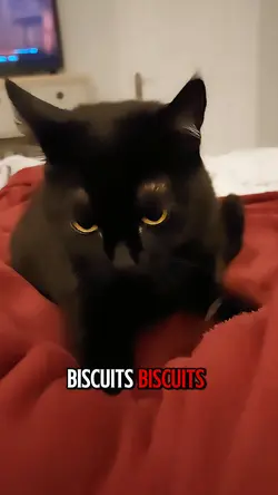 Biscuits biscuits