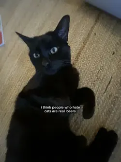 cat