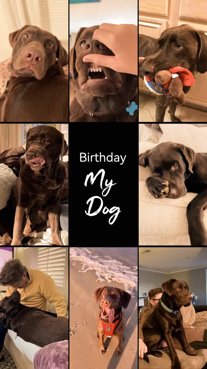 My Dog