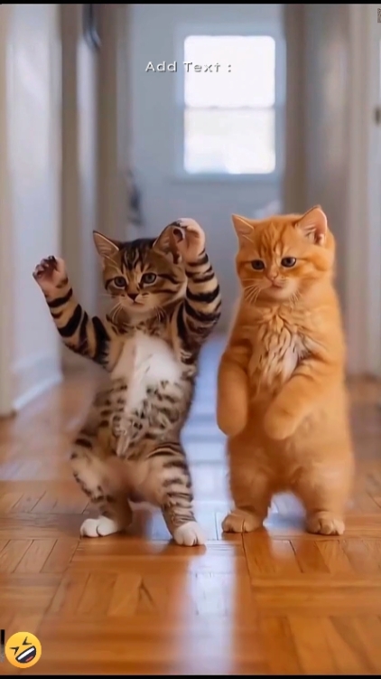 Gato fofo;