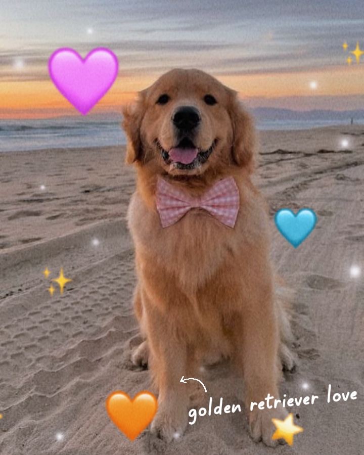 golden retriver love