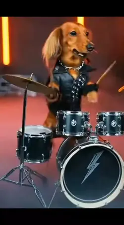 dachshund 