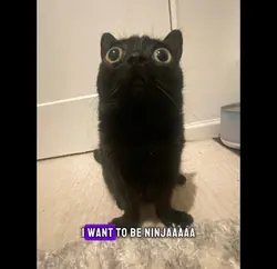 I WANT TO BE NINJA!