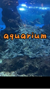 Aquarium thuỷ cung