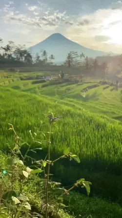 suasana sawah