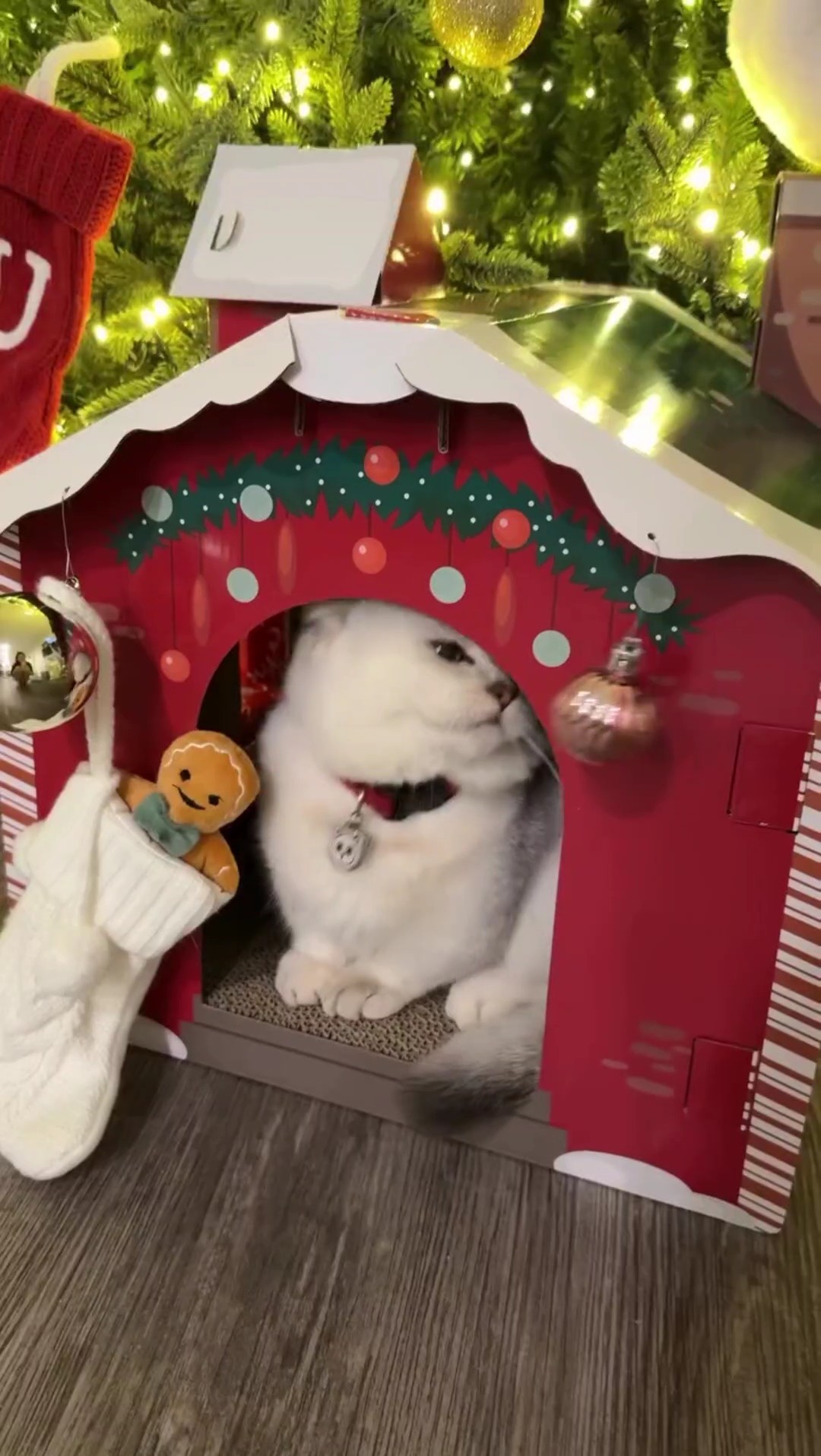 Pet Xmas house idea
