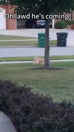 fat cat memes