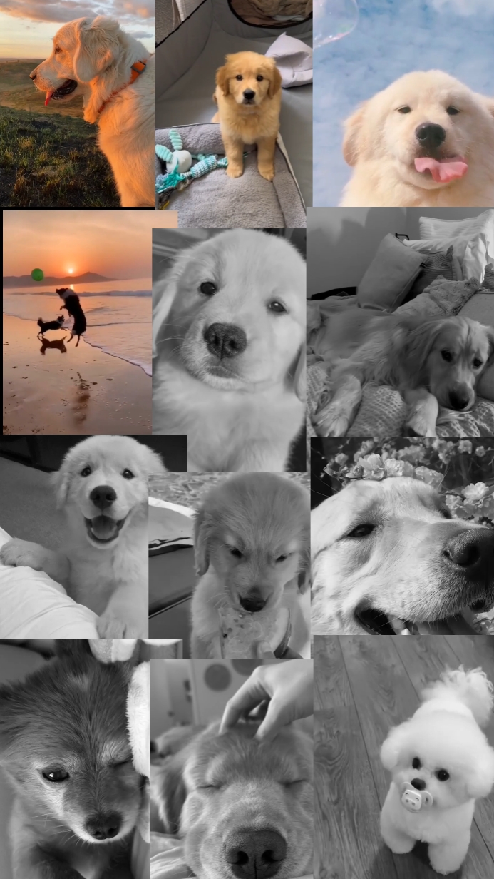 Pet Video Dump
