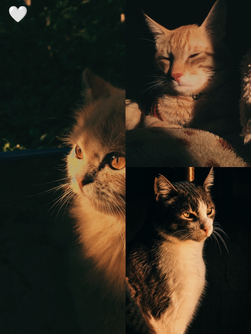 3 foto