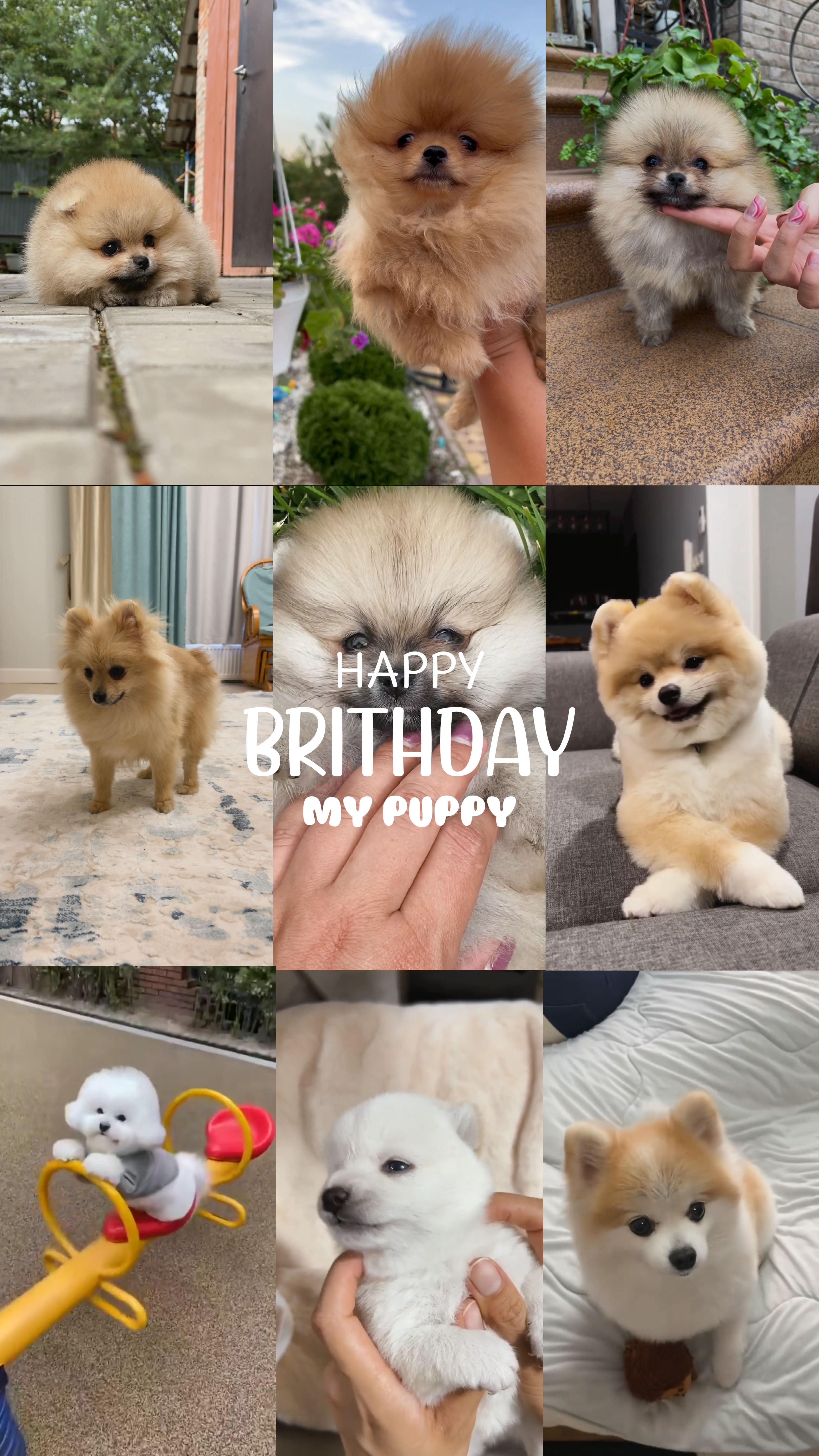 birthday my puppy