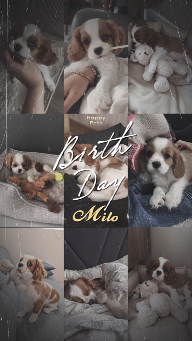 Geburtstag Milo