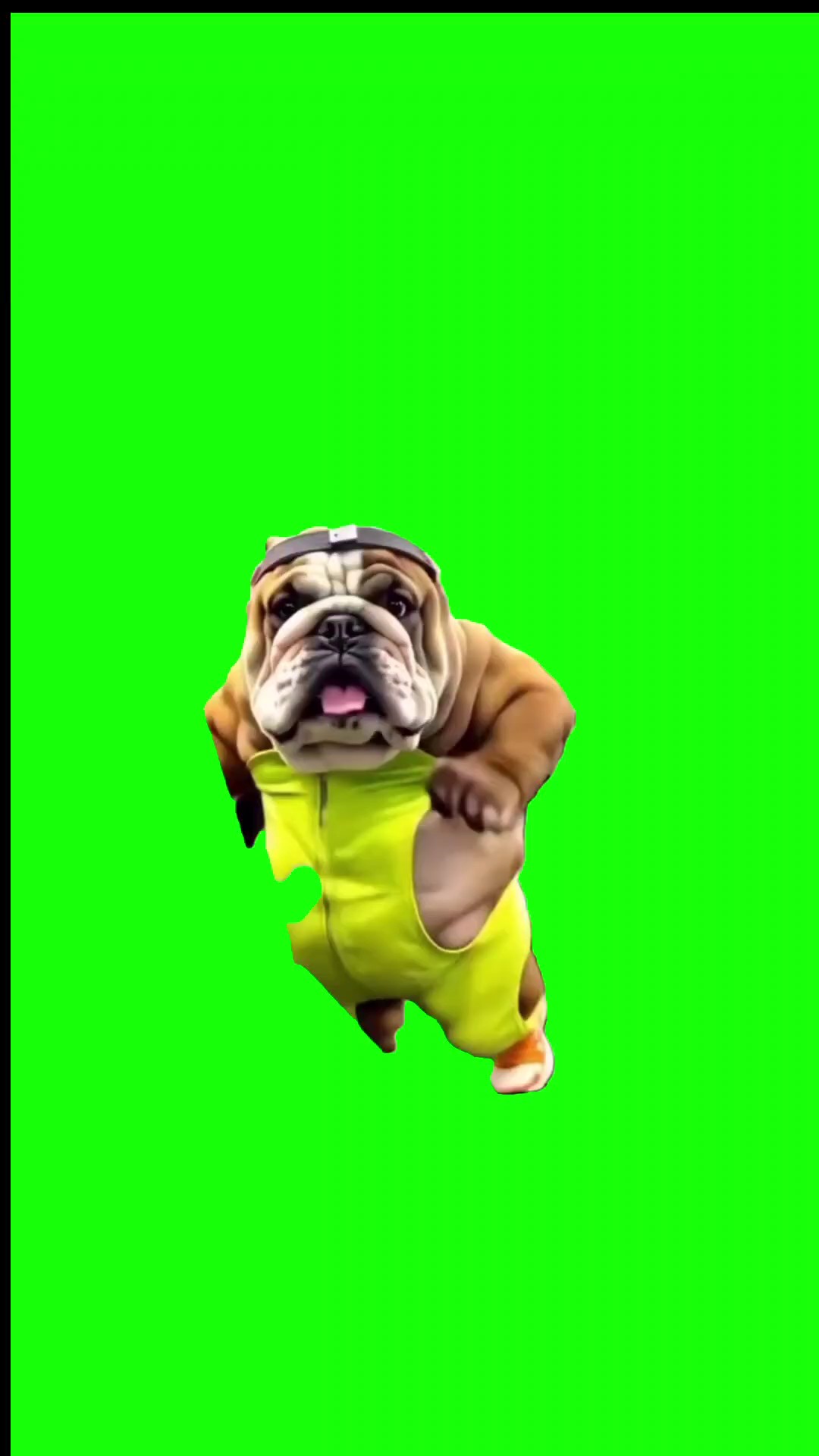 Meme de perro divertido 