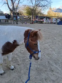Pony springen