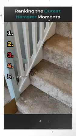 Hamster