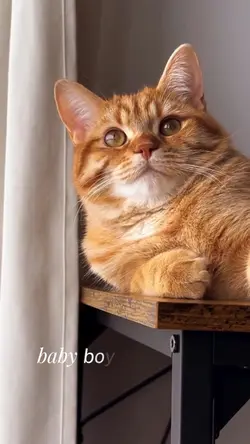 orange cat