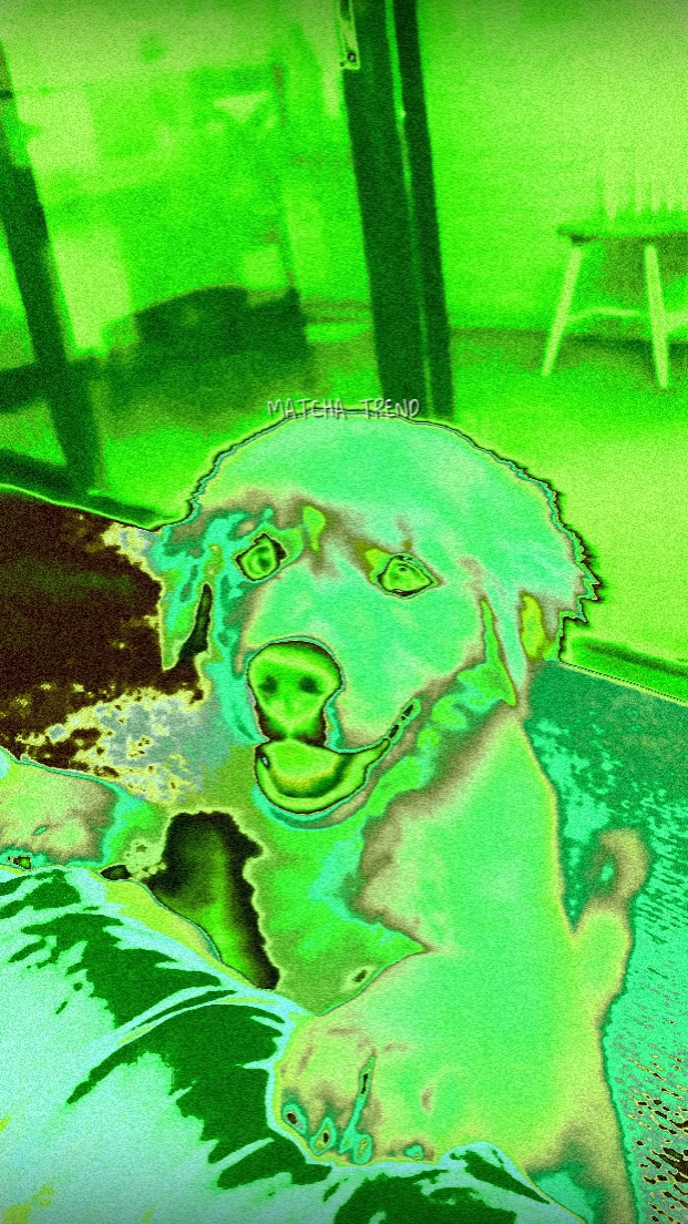 새로운 마차 트렌드