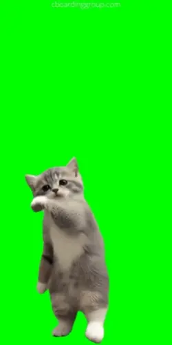 gato dançando 