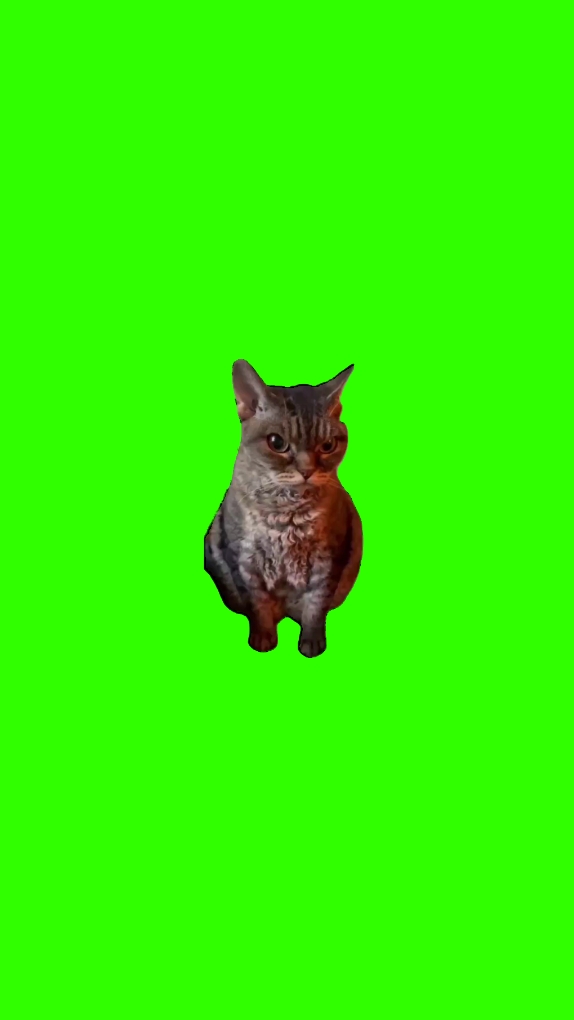 Chat en Colère 