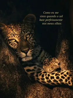 trend onça 