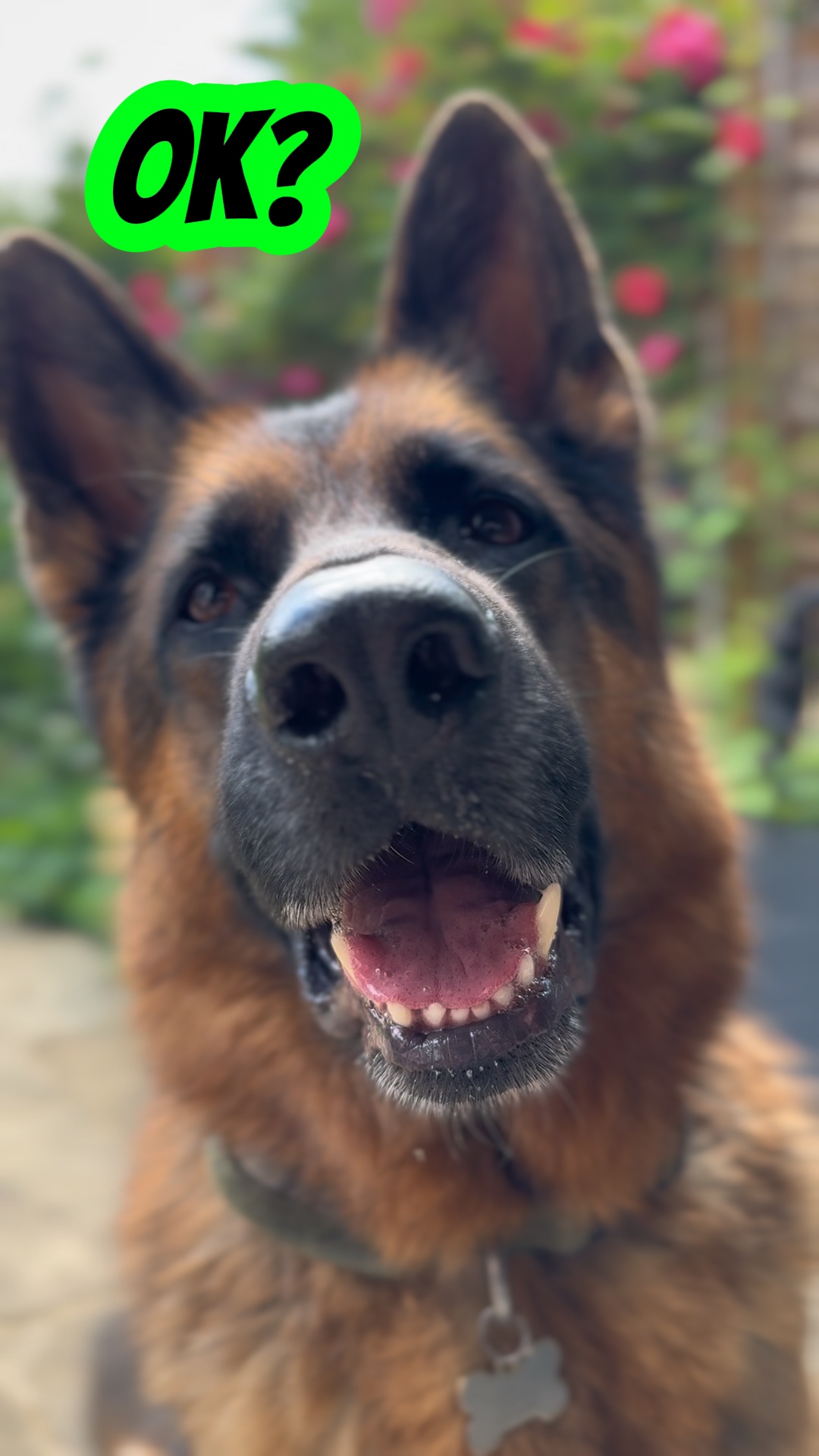 GSD attitude 🤣