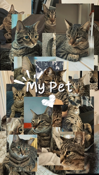 My pet